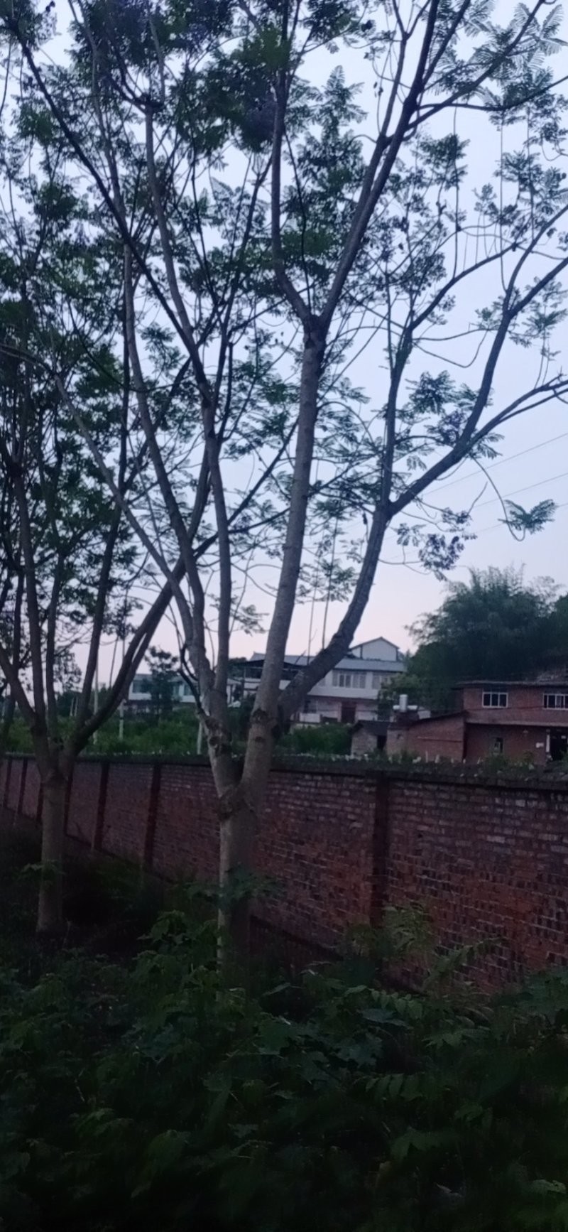 蓝花楹，蓝花楹，可视频看货，宜宾高县蓝花楹种植基地