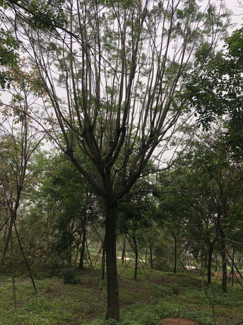 蓝花楹，蓝花楹，可视频看货，宜宾高县蓝花楹种植基地