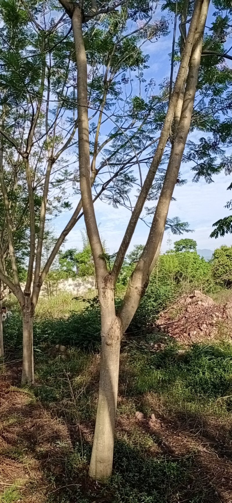 蓝花楹，蓝花楹，可视频看货，宜宾高县蓝花楹种植基地