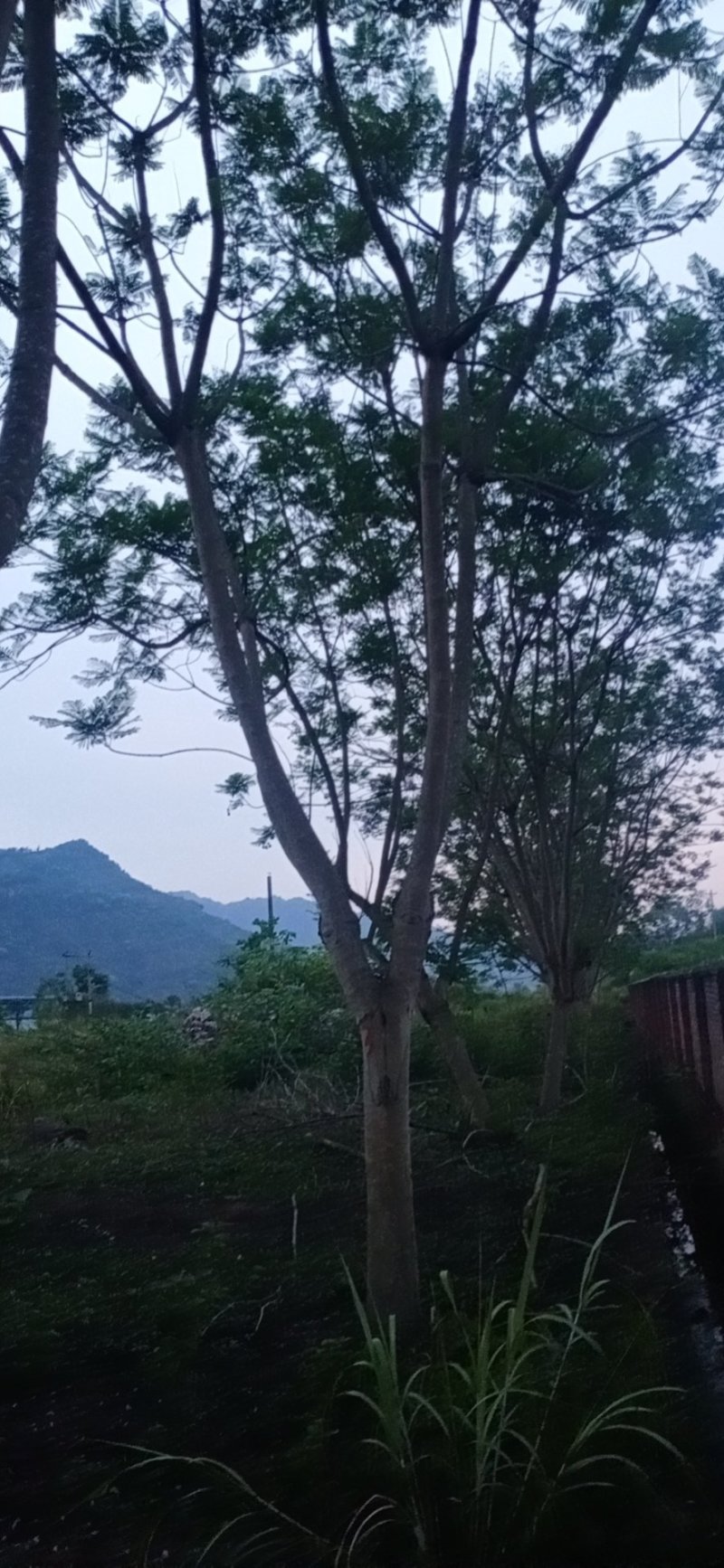 蓝花楹，蓝花楹，可视频看货，宜宾高县蓝花楹种植基地