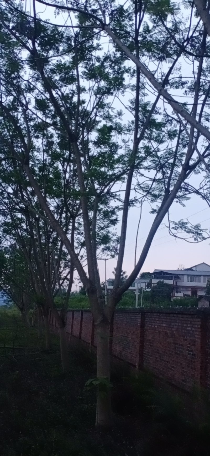 蓝花楹，蓝花楹，可视频看货，宜宾高县蓝花楹种植基地