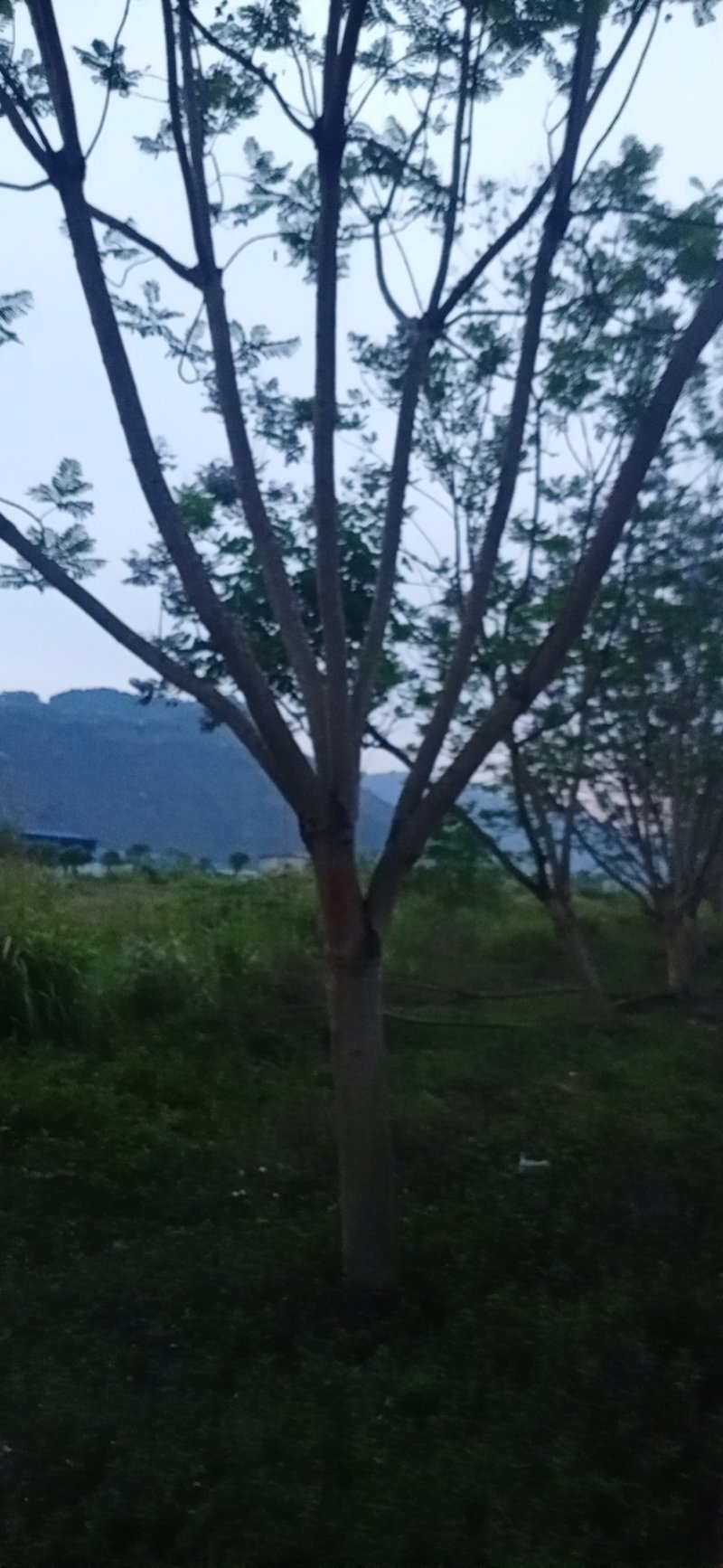 蓝花楹，蓝花楹，可视频看货，宜宾高县蓝花楹种植基地