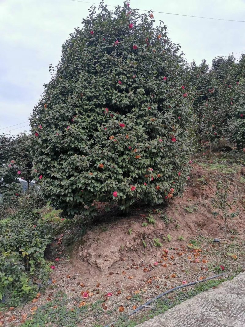 茶花树，大山茶花，四级茶花，高低分之茶花宜宾茶花种植基地