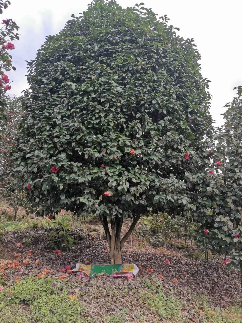 茶花树，大山茶花，四级茶花，高低分之茶花宜宾茶花种植基地