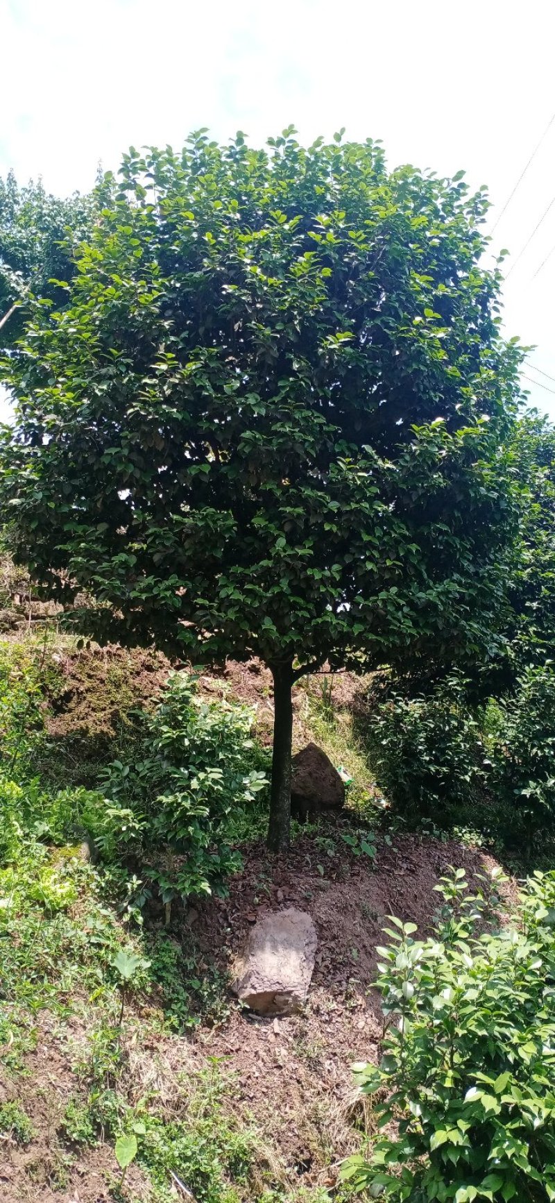 茶花树，大山茶花，四级茶花，高低分之茶花宜宾茶花种植基地