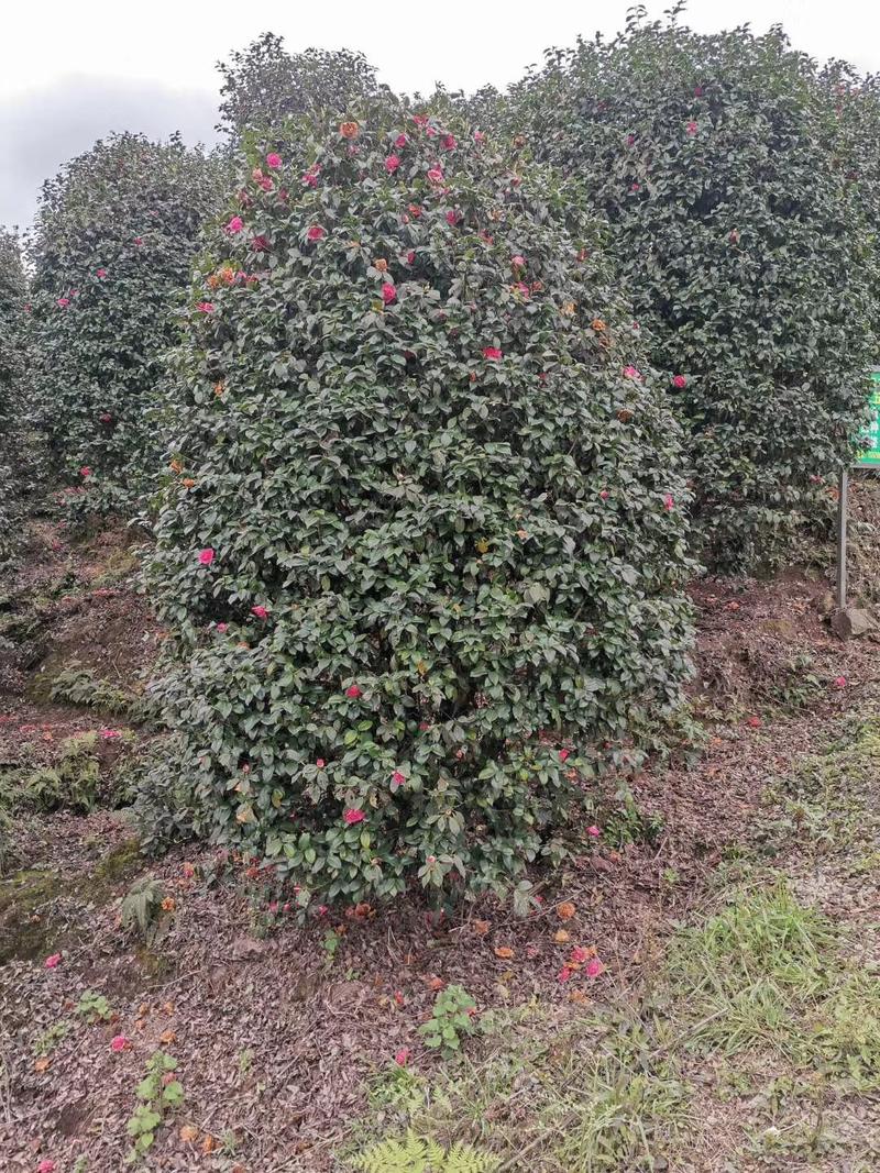 茶花树，大山茶花，四级茶花，高低分之茶花宜宾茶花种植基地