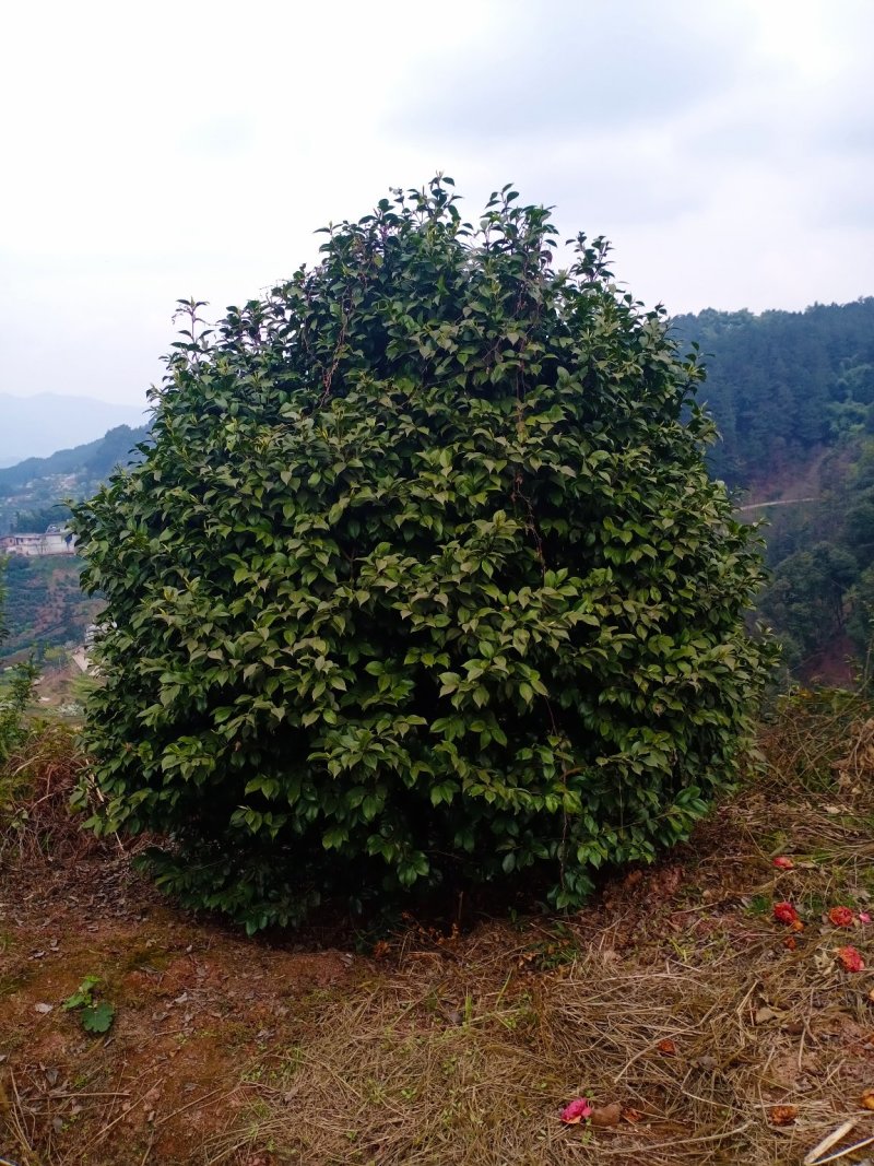 茶花树，大山茶花，四级茶花，高低分之茶花宜宾茶花种植基地