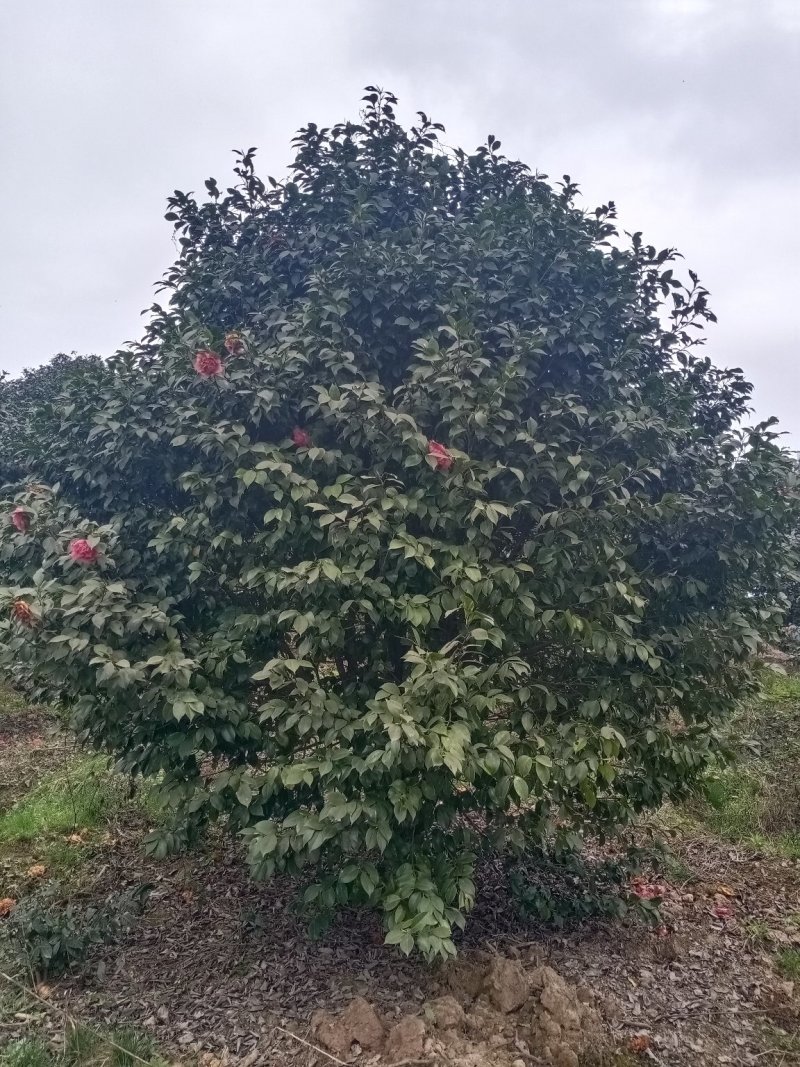 茶花树，大山茶花，四级茶花，高低分之茶花宜宾茶花种植基地