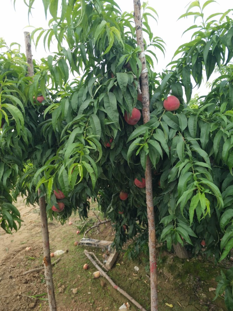 陕西毛桃，陕西精品美脆毛桃产地价格批发欢迎来电