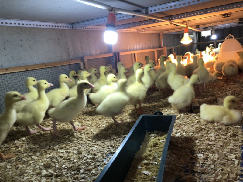 大三花白鹅苗.孵化厂质量保证疫苗做齐全……