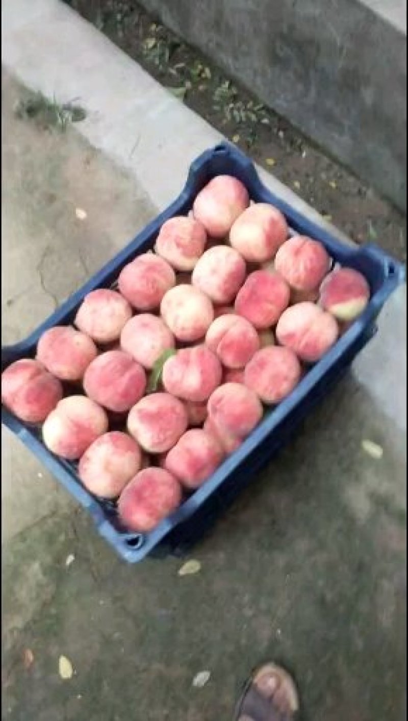 陕西毛桃，陕西精品美脆毛桃产地价格批发欢迎来电