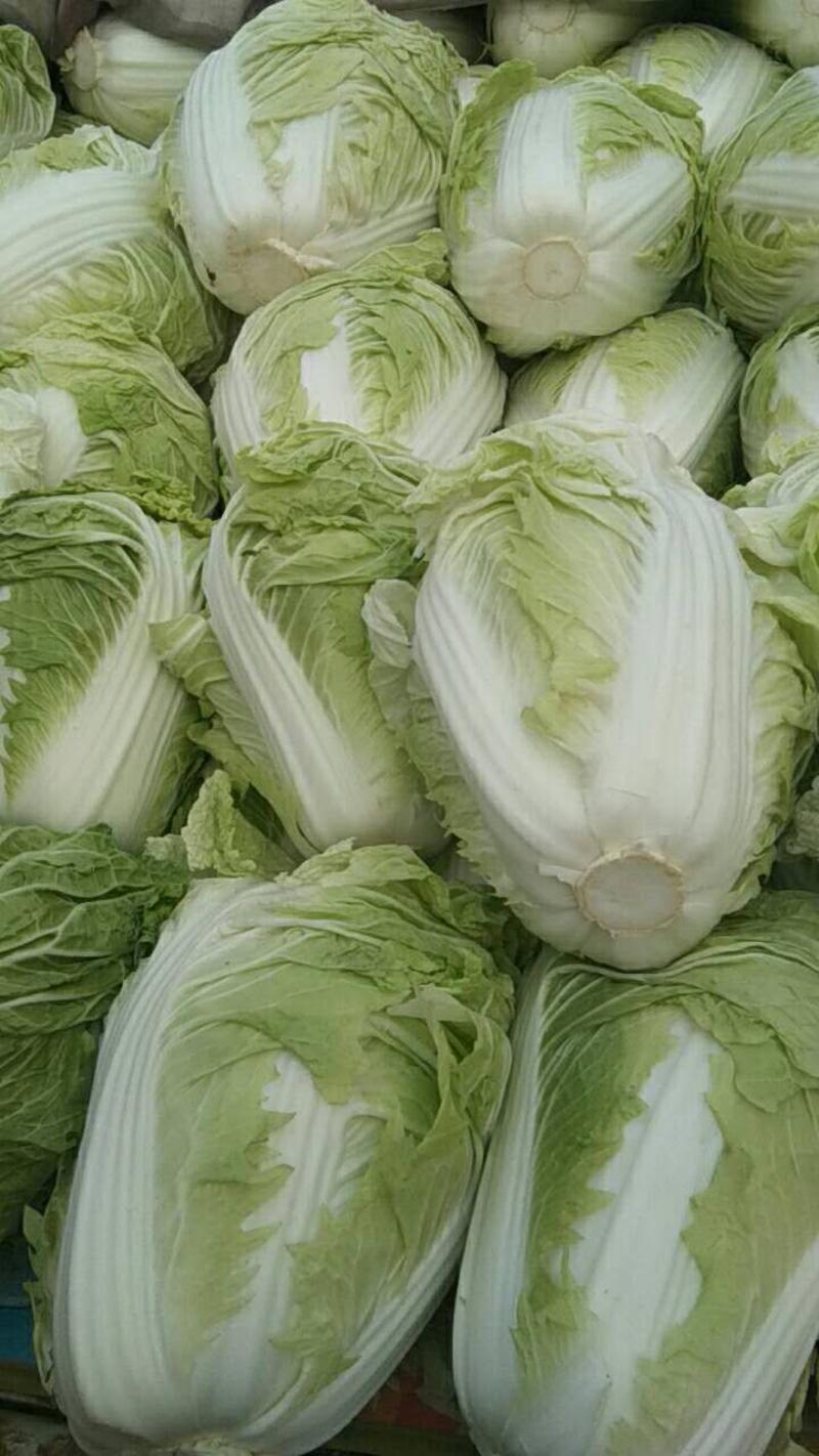 推荐河北本地黄心白菜大量上市白菜常年供货质量有保障