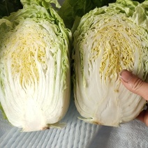 推荐河北本地黄心白菜大量上市白菜常年供货质量有保障
