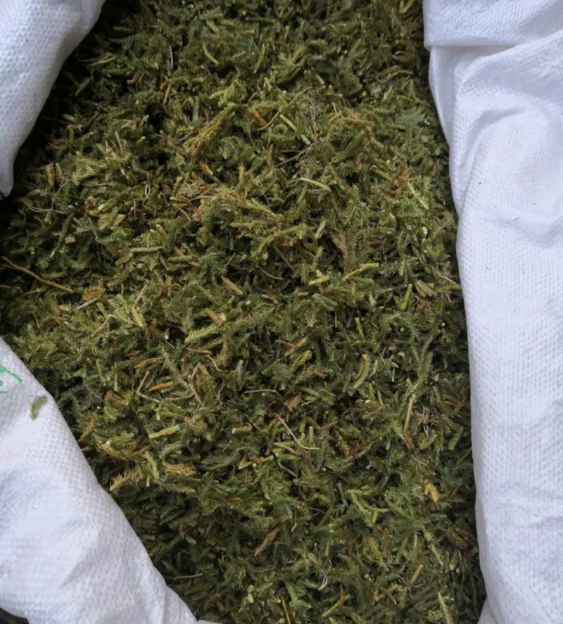 伸筋草伸筋草各种草类中药材批发伸筋草批发