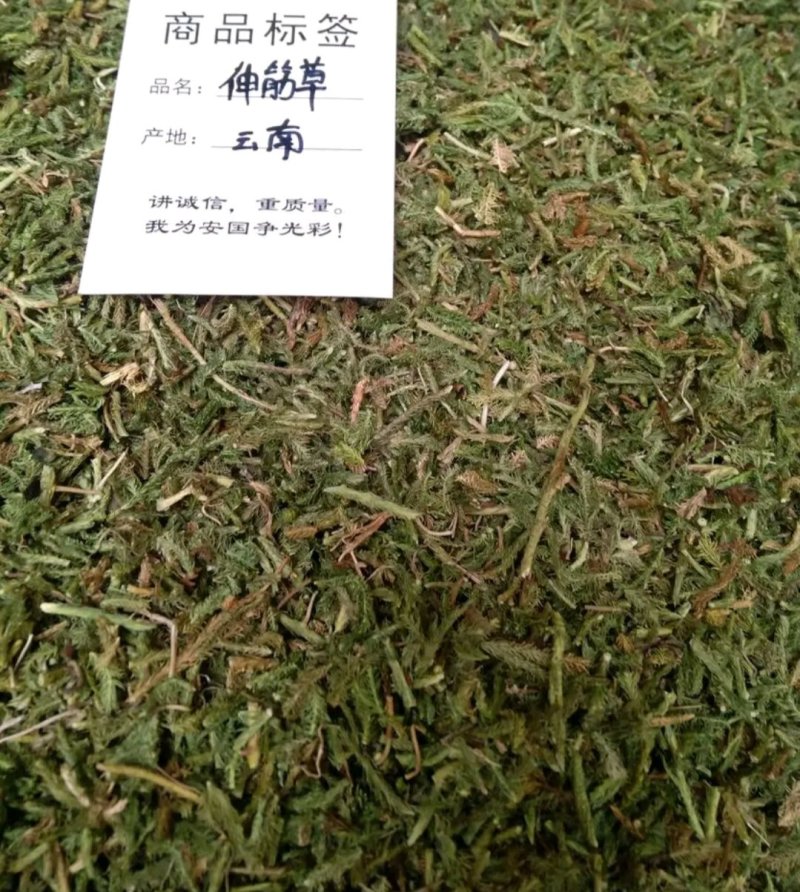 伸筋草伸筋草各种草类中药材批发伸筋草批发