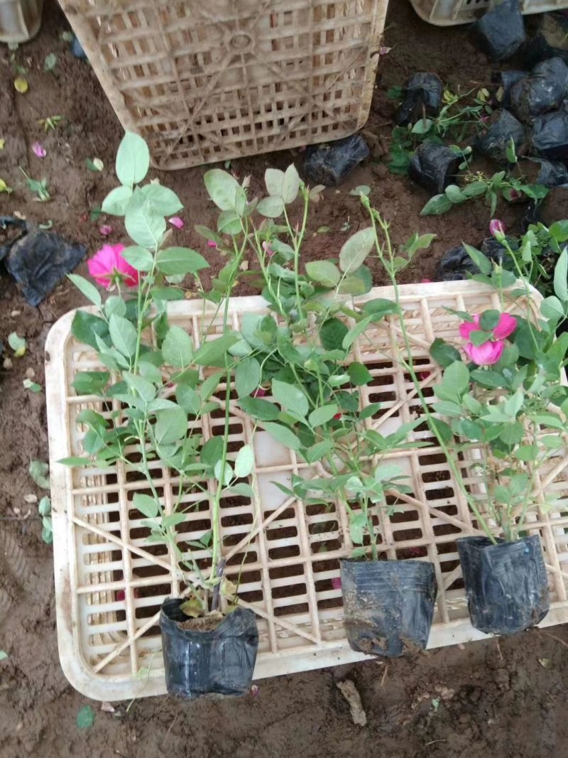 山东青州月季，品种多，规格齐全，基地直销，一手货源