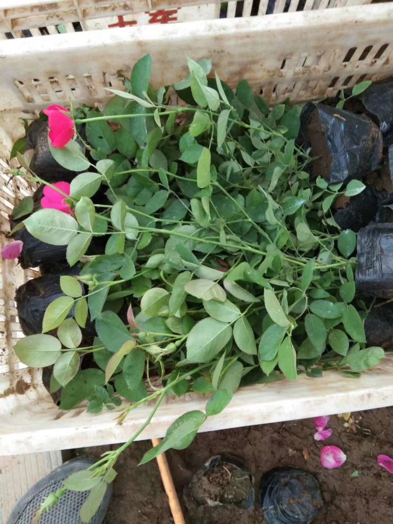 山东青州月季，品种多，规格齐全，基地直销，一手货源