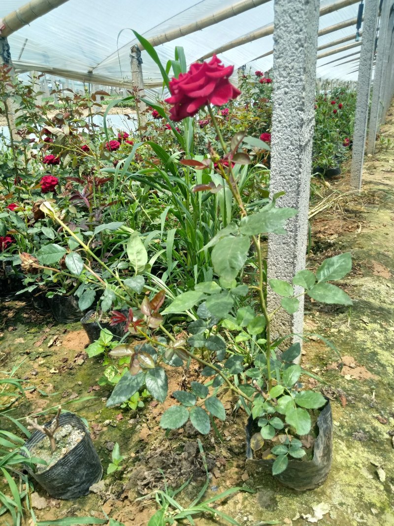 山东青州月季，品种多，规格齐全，基地直销，一手货源