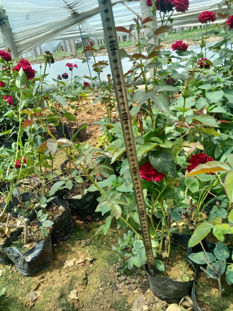 山东青州月季，品种多，规格齐全，基地直销，一手货源