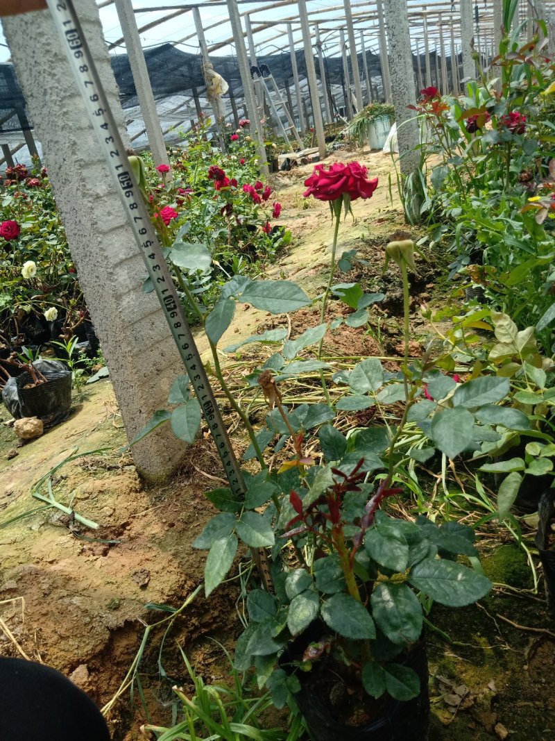 山东青州月季，品种多，规格齐全，基地直销，一手货源