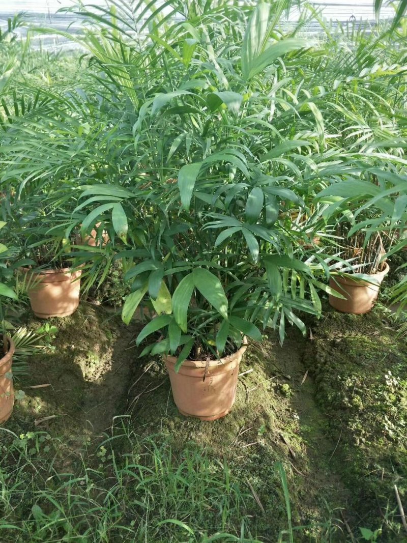 夏威夷，好货，好货，好货