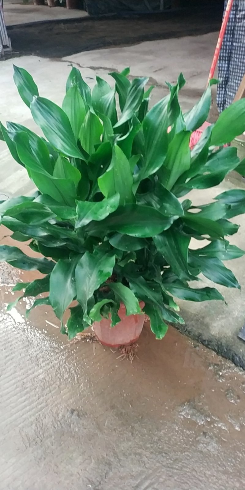 螺纹铁，好货，好货，好货