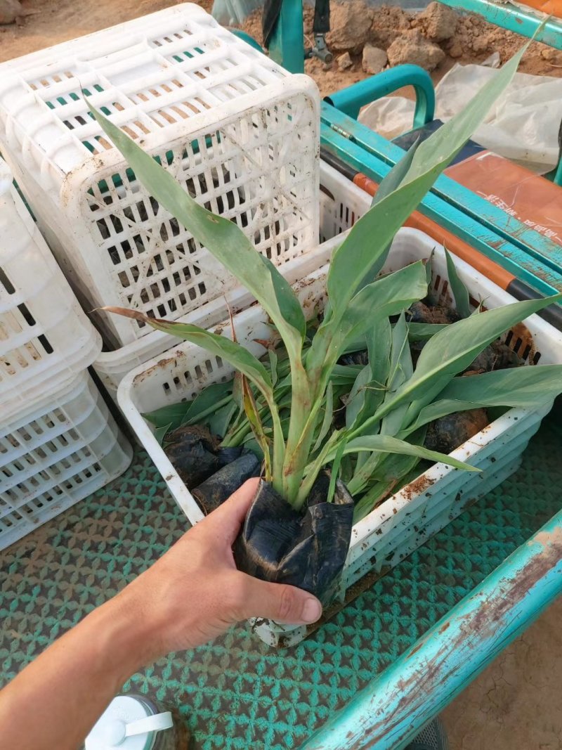 水葫芦，基地直销，量大，质量好，常年供应各种水生植物