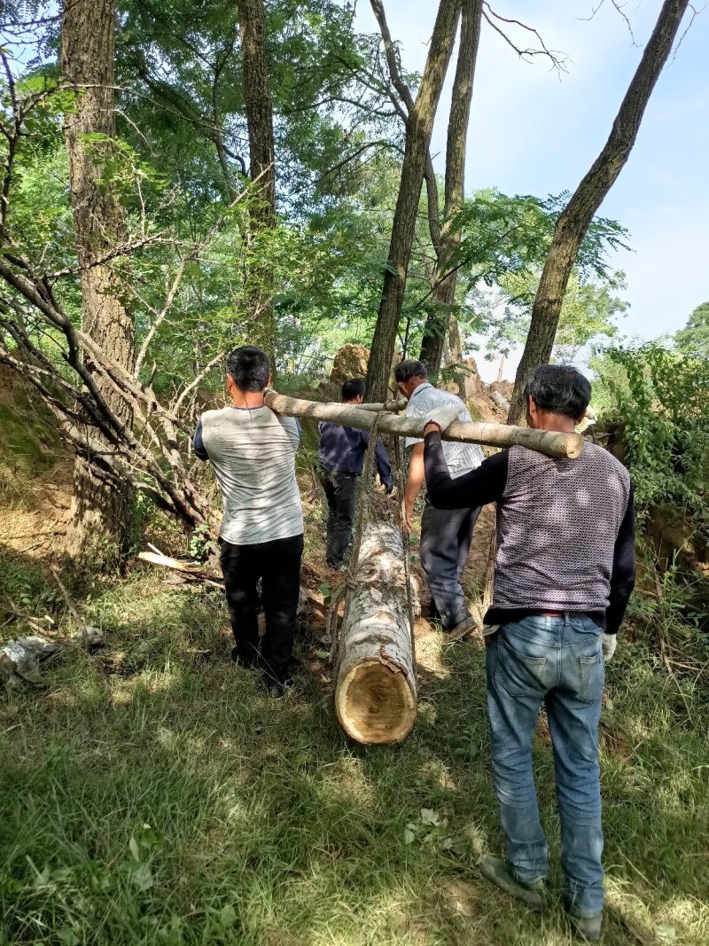 杨树原木量大，常年供应欢迎来电咨询