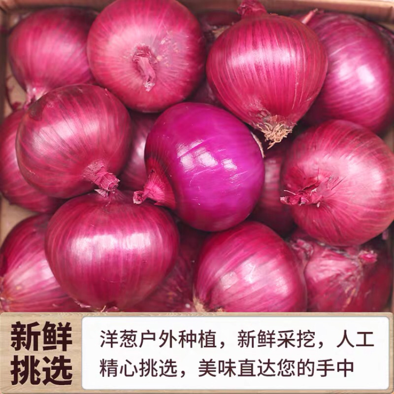 山东紫皮大洋葱一件代发快递