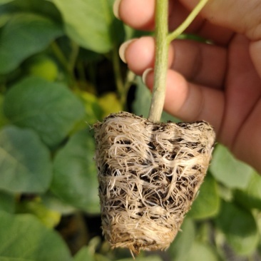 茄苗（紫红长茄35公分左右，中茄26-32）