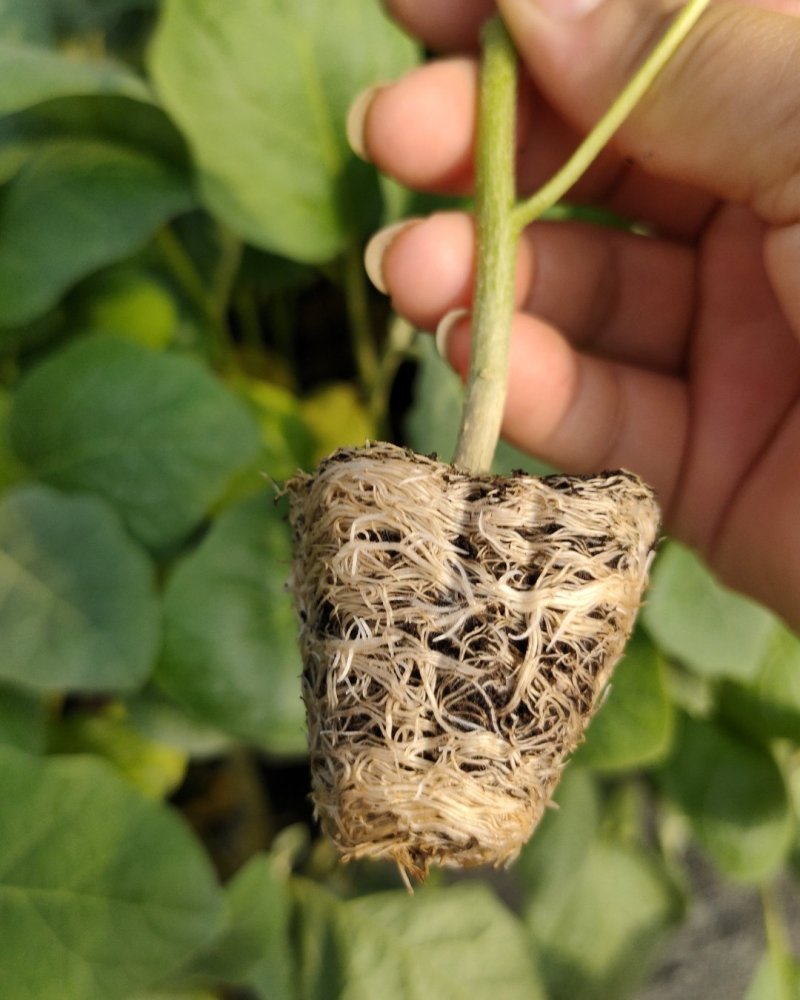 茄苗（紫红长茄35公分左右，中茄26-32）