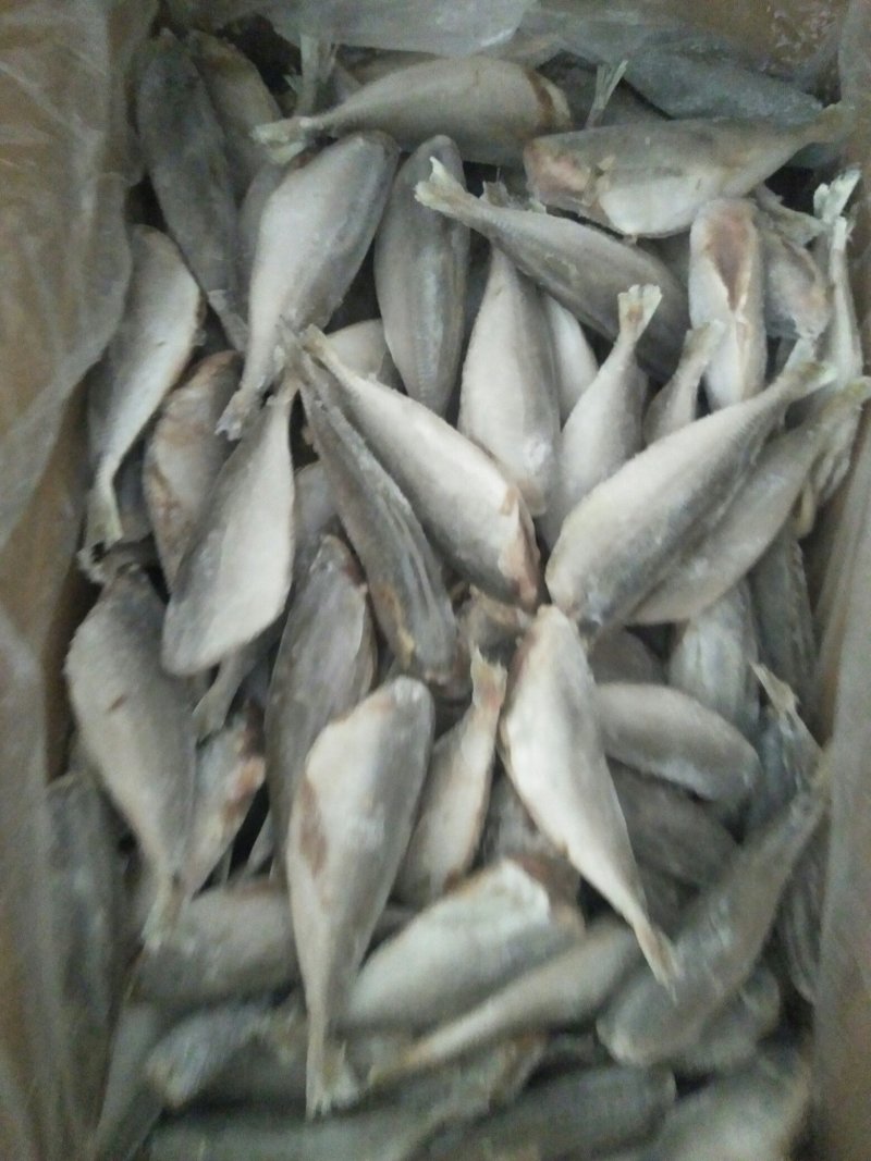 沙丁鱼油炸红烧价格低