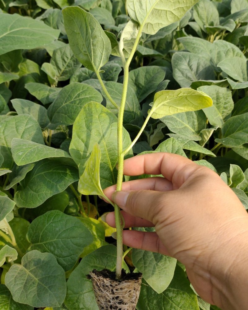 茄苗（紫红长茄35公分左右，中茄26-32）