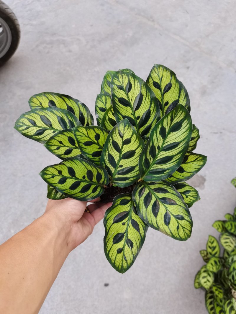 产地直销:精品孔雀竹芋，吸收甲醛二氧化碳，观叶型