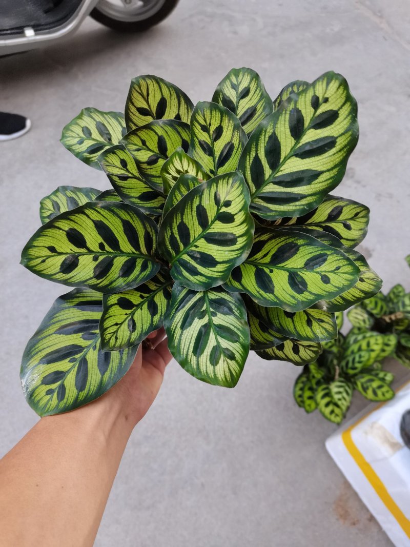 产地直销:精品孔雀竹芋，吸收甲醛二氧化碳，观叶型