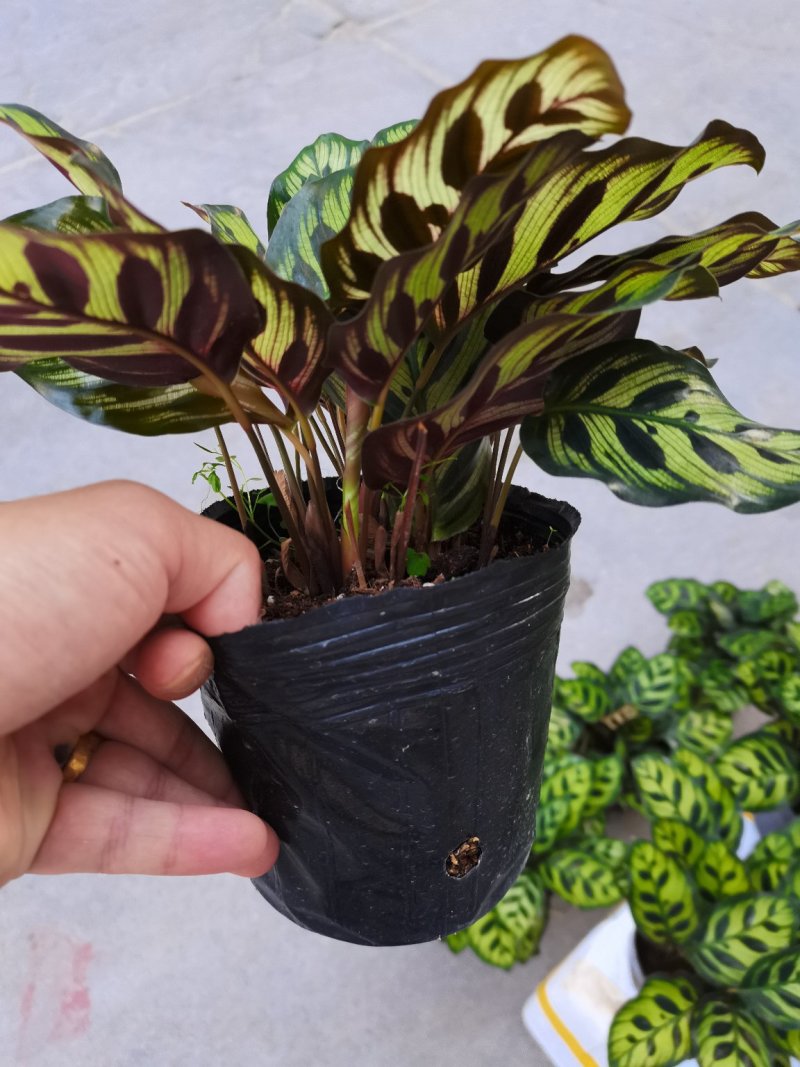 产地直销:精品孔雀竹芋，吸收甲醛二氧化碳，观叶型