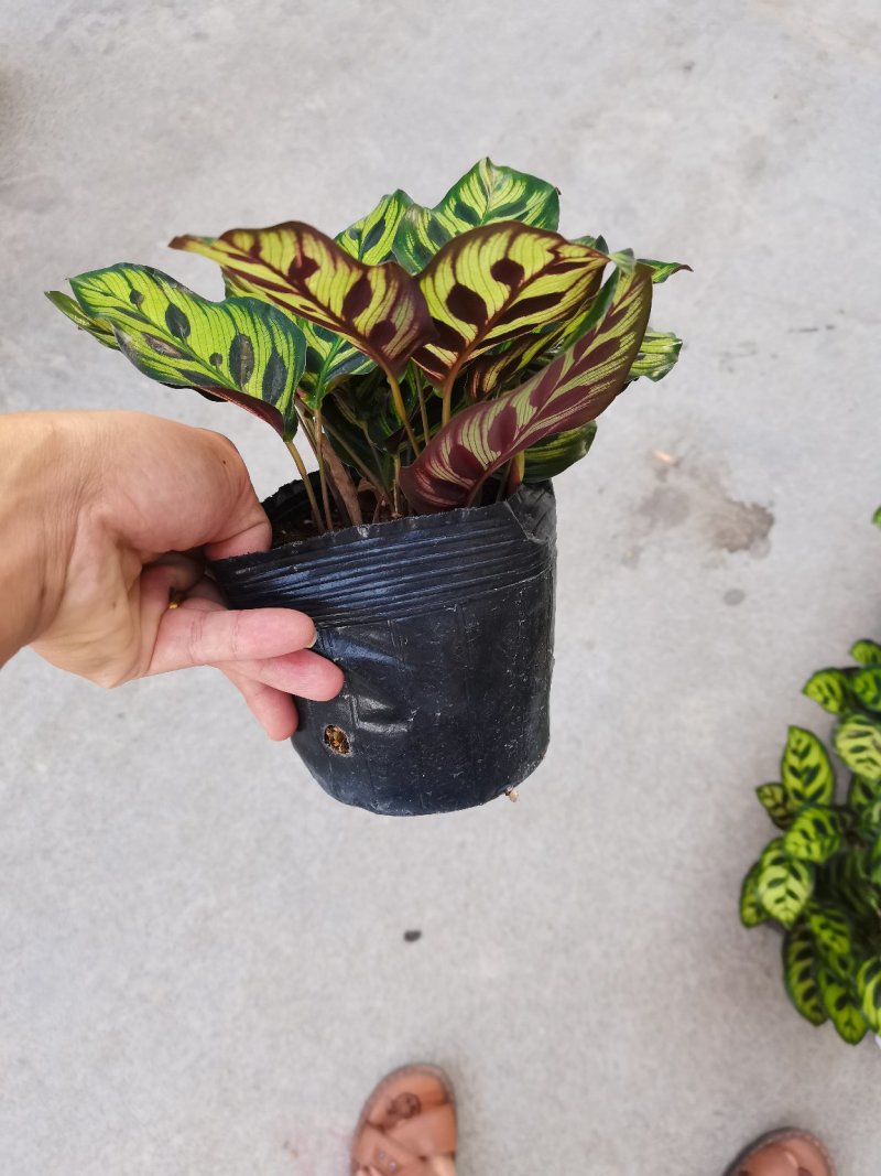 产地直销:精品孔雀竹芋，吸收甲醛二氧化碳，观叶型