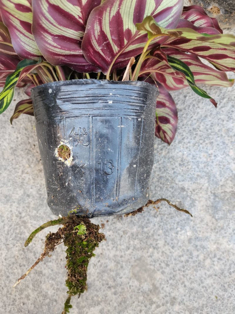 产地直销:精品孔雀竹芋，吸收甲醛二氧化碳，观叶型