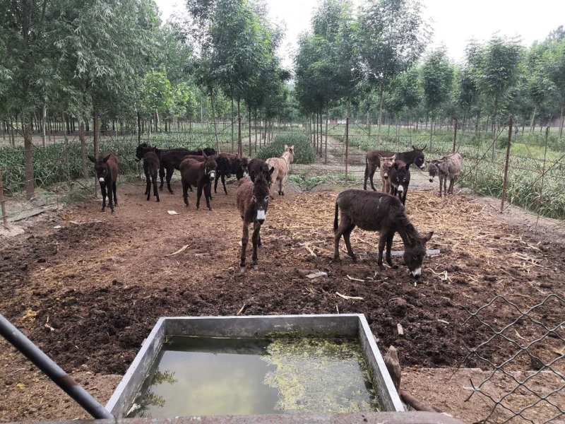 农家纯干驴肉厂家直销质量保证