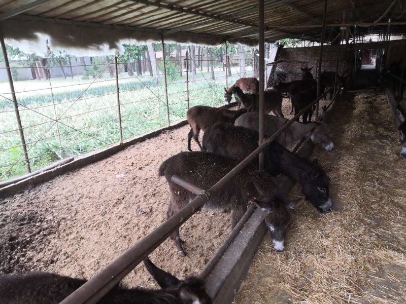 农家纯干驴肉厂家直销质量保证