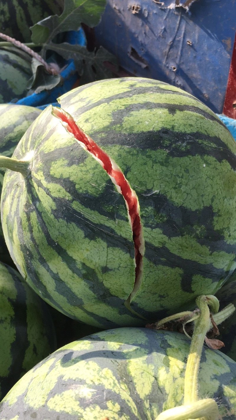 美都，8424精品西瓜