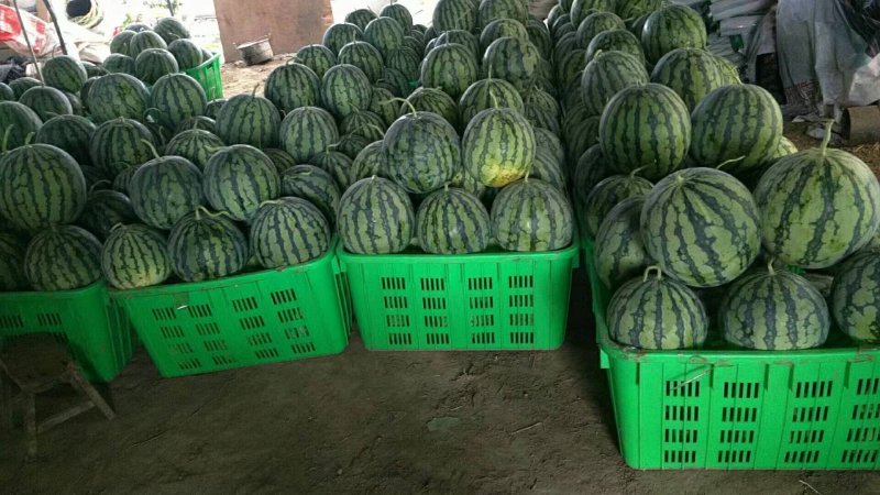 美都，8424精品西瓜