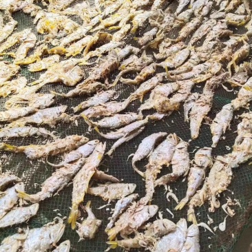虾皮里里的马口鱼特别好吃