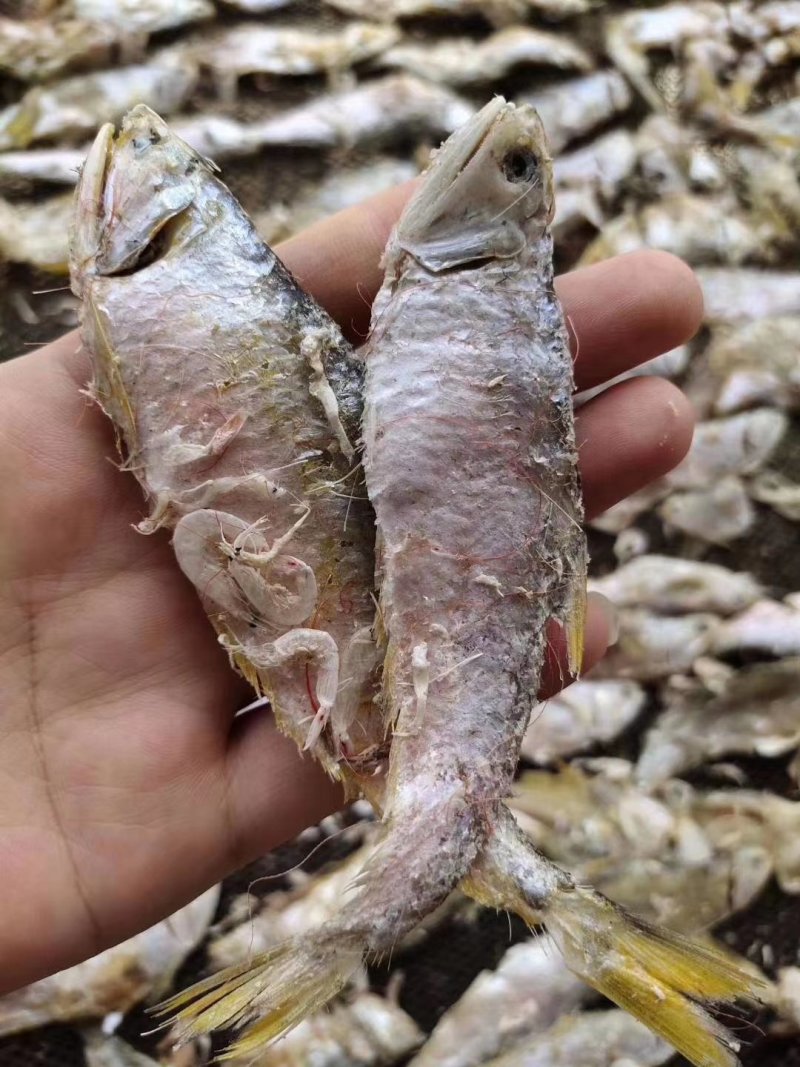 虾皮里里的马口鱼特别好吃