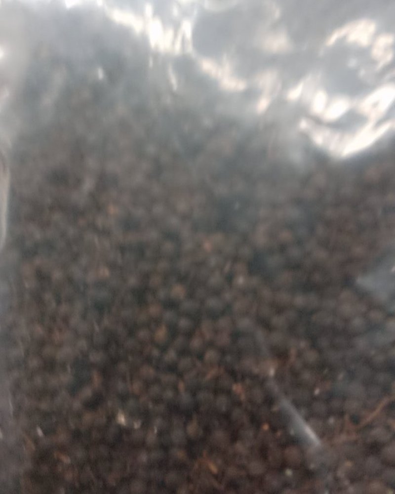 荜澄茄，常年批发供应荜澄茄广西浙江货