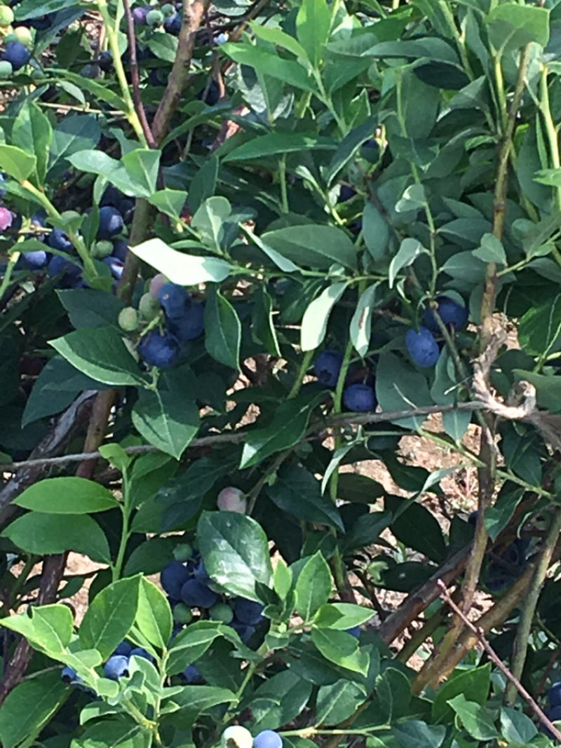 蓝莓
