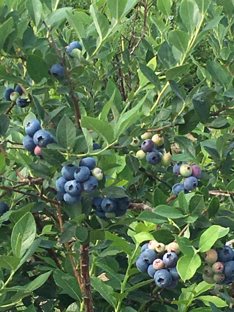 蓝莓