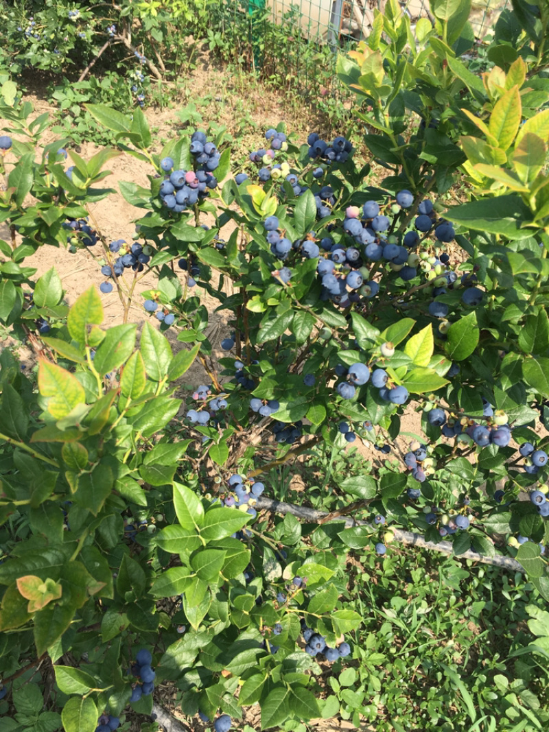 蓝莓