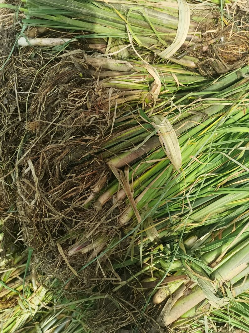 茭白苦江绿化苗木
