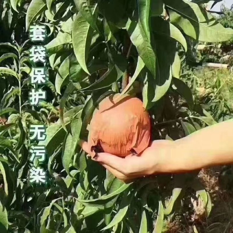 水蜜桃上市了